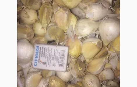 Чеснок, сорт Рокамболь