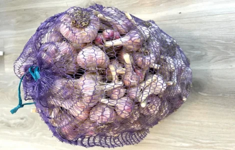 Продам домашній часник, сорт Любаша