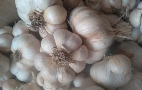 Часник ярий Сабоголд