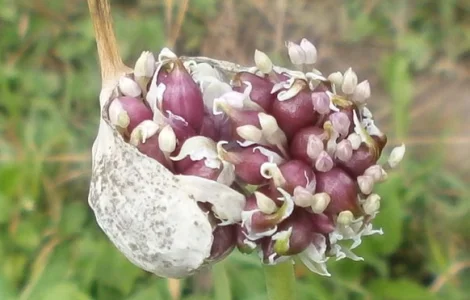 Оригінальне насіння часнику на посадку воздушка
