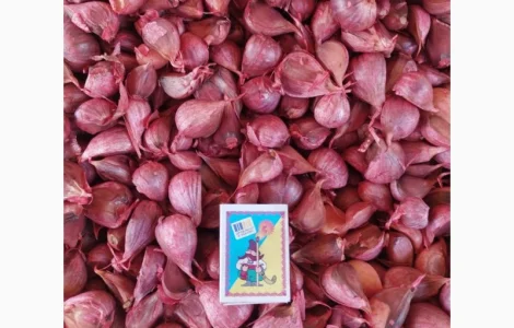 Продам часник озимий сорт Любаша (друга репродукція)