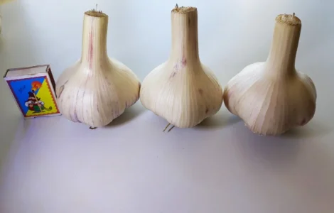 Чеснок озимый сорт Любаша, часник на посадку, посадочный материал чеснока, семена чеснока