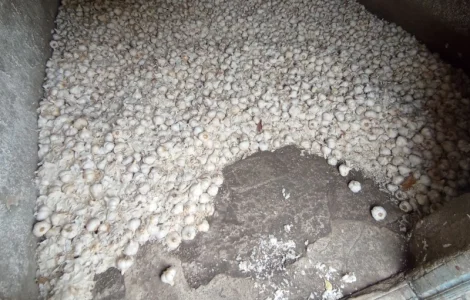 Часник зимовий