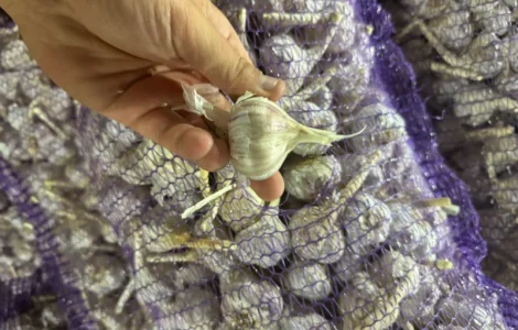 Куплю Часничок