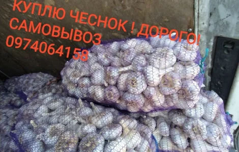 Куплю чеснок дорого оптом