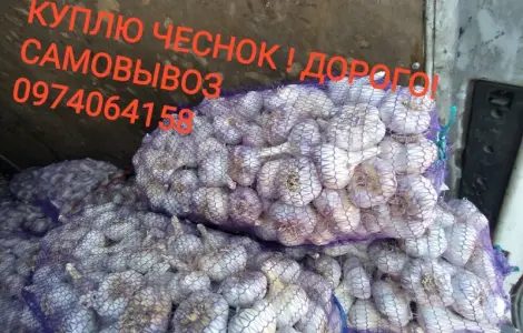 Куплю чеснок дорого оптом