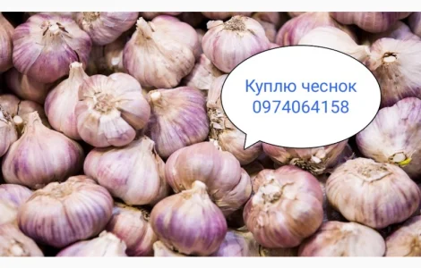 Закупаю чеснок