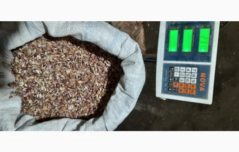 Продам часник ВОЗДУШКУ сорт Любаша