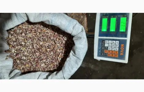Продам чеснок ВОЗДУШКУ сорт Любаша