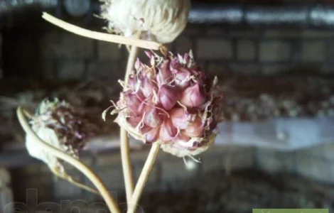 Чеснок(семена)