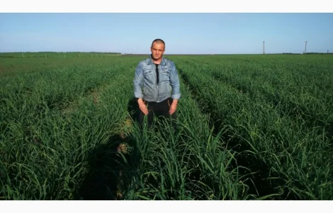 Продам чеснок, однозубка, воздушка