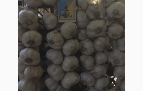 Продам часник