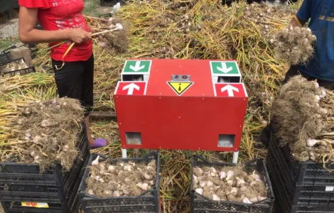 Продам чеснок