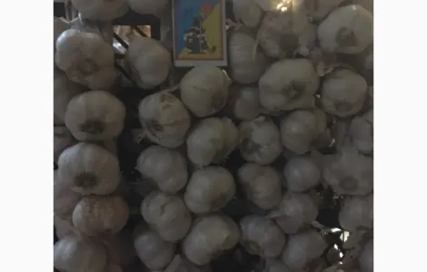 Часник яровий Сочинський