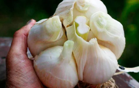 Рокамболь чеснок