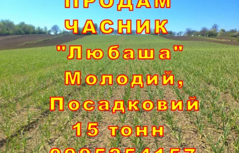 Опт 15 тонн ПРОДАМ Часник Любаша Товарний Молодий Сухий Чеснок Посадочный Garlic