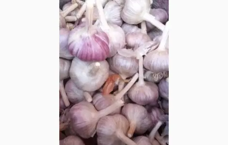 Продам озимый чеснок