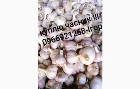 Часник куплю