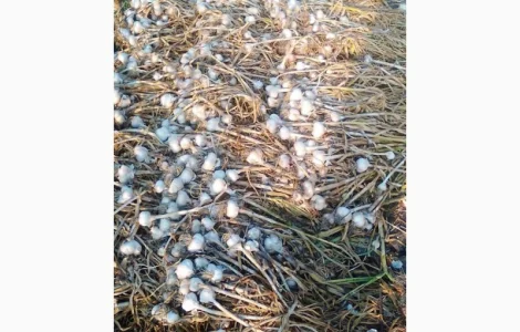 Куплю часник