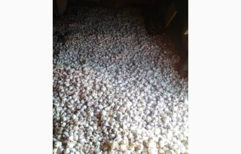 Купуємо часник дорого