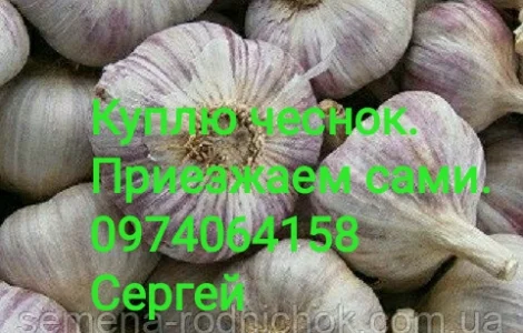 Куплю чеснок разных размеров. ЗУБОК. Переработка