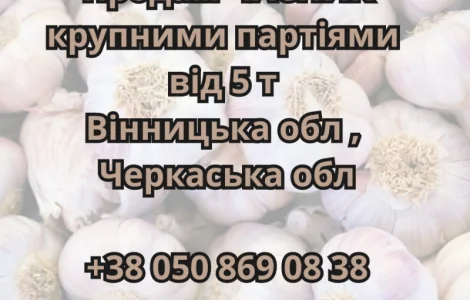 Продам крупними партіями часник від 5 тонн