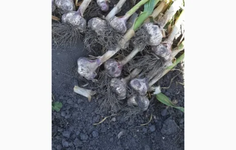 Часник всіх видів головка однозубка воздушка є багато сортів