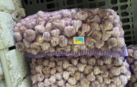 Продам озимий часник