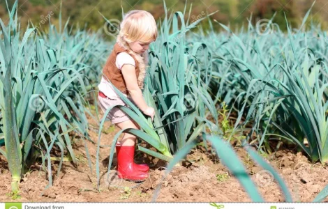 Продам Рокамболь семена