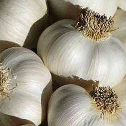 Куплю ЯРЫЙ чеснок оптом