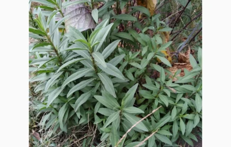 Редкие пряно-ароматические культуры- Лимограсс и Вербена лимонная. Липия сладкая