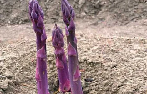 Фіолетова спаржа, насіння