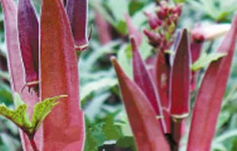 Продам семена Бамия Алабама