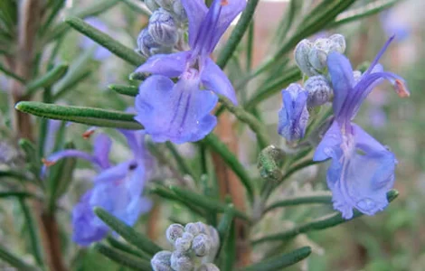 Продам семена Розмарина Роса Моря