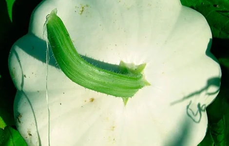 Продам семена Патиссоны Белые