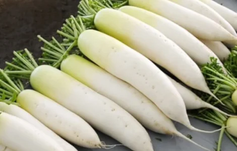 Продаются семена Дайкон Клык слона