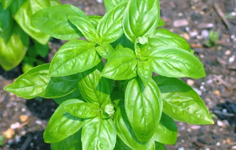 Продам семена Базилик Листья салата