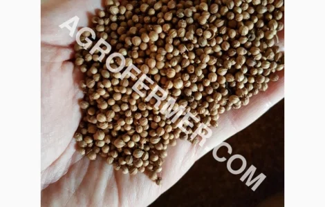 RATON канадский трансгенный ярый сорт кориандра