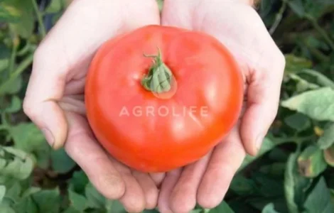 Продам насіння помідор та перцю