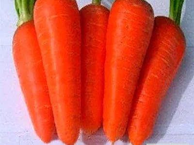 Шантане Ред Кор