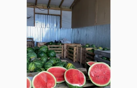 Продам кавуни мілким та великим гуртом