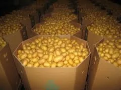 Контейнер для бахчевих на продаж