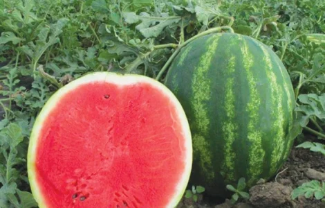 Кавуни оптом