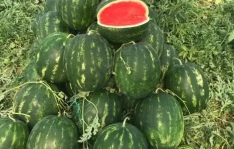 Куплю Кавун Високої Якості