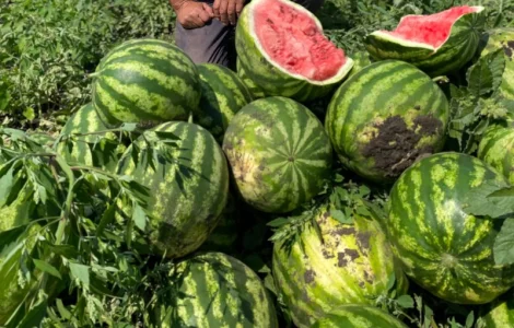 Кавун на продаж