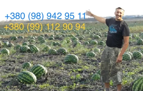 Продам солодкий, свіжий кавун зразу з поля. Опт