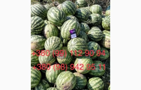 Продам Кавун 2- 4 кг опт 3 грн