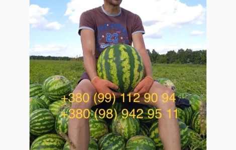 Продам солодкий смачний кавун. Опт.зразу з поля