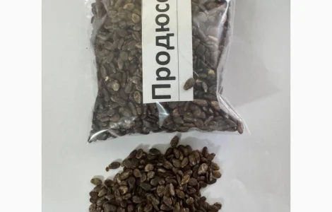 Насіння кавунів