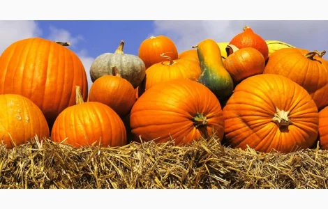 Куплю гарбузи